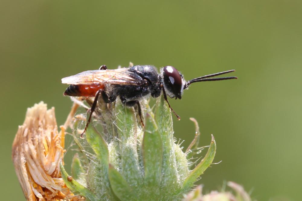  Astata Latreille, 1797