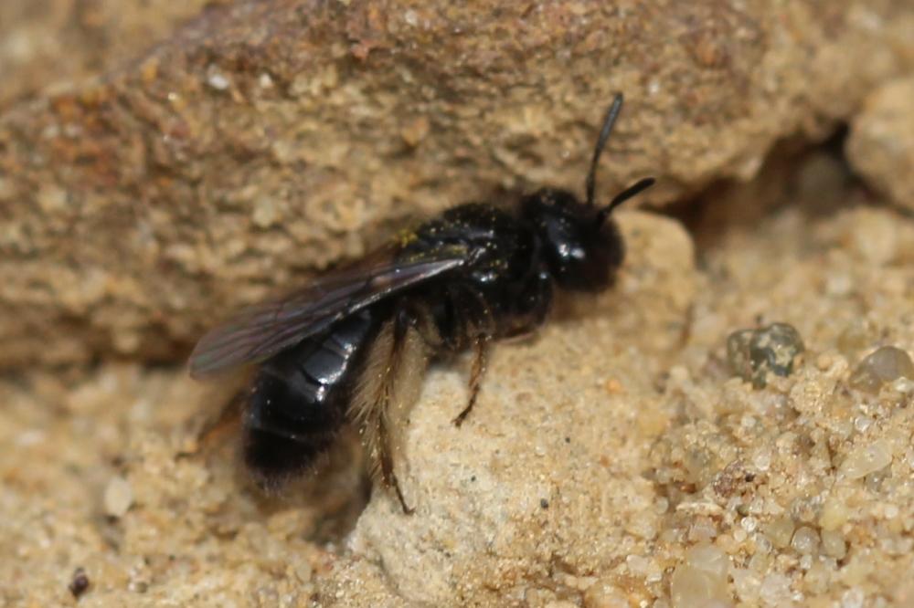 Panurgus dentipes Latreille, 1811