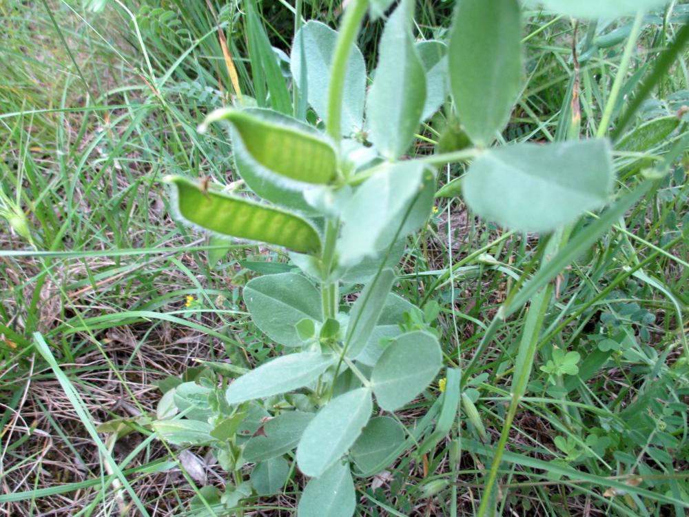 Vesce de Narbonne Vicia narbonensis L., 1753