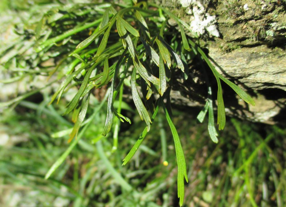 Doradille du Nord, Doradille septentrionale Asplenium septentrionale (L.) Hoffm., 1795