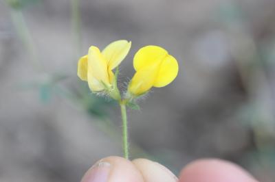 Lotier hispide Lotus hispidus Desf. ex DC., 1805
