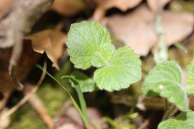 Sarriette à feuilles de Menthe Clinopodium nepeta subsp. sylvaticum (Bromf.) Peruzzi & F.Conti, 2008