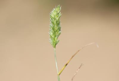Fausse fléole, Rostraria à crête, Koelérie fausse  Rostraria cristata (L.) Tzvelev, 1971