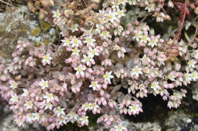 Orpin à feuilles serrées, Orpin à feuilles épaisse Sedum dasyphyllum L., 1753