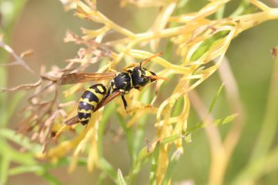 Guêpe poliste Polistes dominula (Christ, 1791)