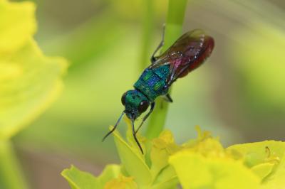 Guêpe-coucou Chrysididae Latreille, 1802