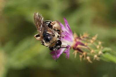 Eucère taurique Eucera taurica Morawitz, 1871