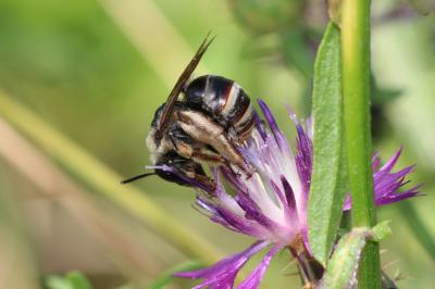 Eucère taurique Eucera taurica Morawitz, 1871