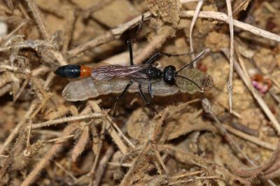  Ammophila sabulosa (Linnaeus, 1758)