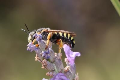  Rhodanthidium septemdentatum (Latreille, 1809)