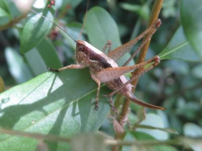 Decticelle frêle Yersinella raymondii (Yersin, 1860)