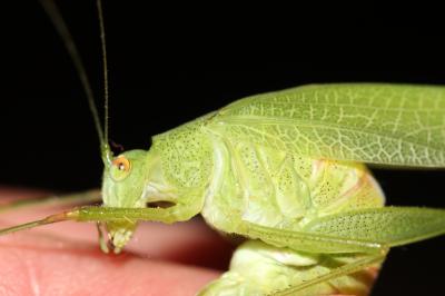 Phanéroptère méridional Phaneroptera nana Fieber, 1853