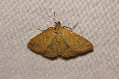  Sitochroa verticalis (Linnaeus, 1758)