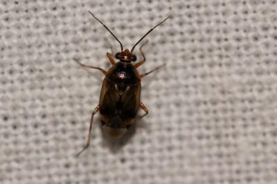  Deraeocoris Kirschbaum, 1856