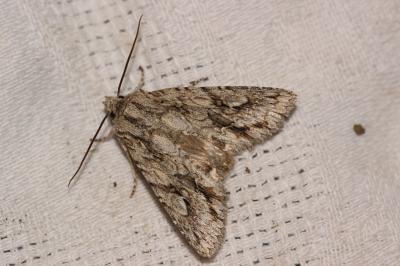 Noctuelle bimaculée (La) Meganephria bimaculosa (Linnaeus, 1767)