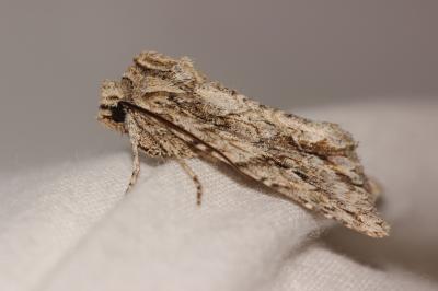 Noctuelle bimaculée (La) Meganephria bimaculosa (Linnaeus, 1767)