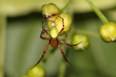  Araniella 