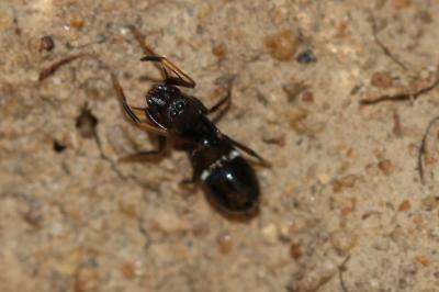  Leptorchestes peresi (Simon, 1868)