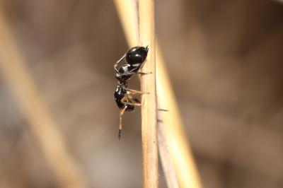  Leptorchestes peresi (Simon, 1868)