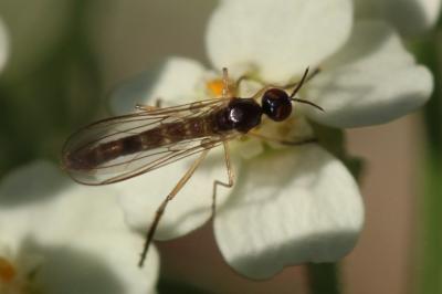  Rhamphomyia Meigen, 1822