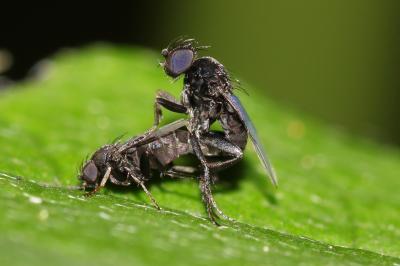  Phora Latreille, 1796