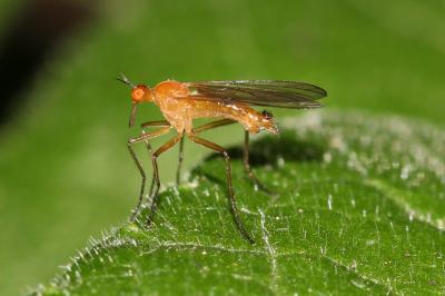  Empis lutea Meigen, 1804