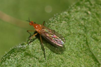  Empis lutea Meigen, 1804