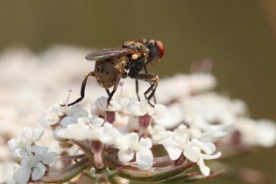  Zodion cinereum (Fabricius, 1794)