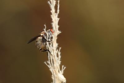  Zodion cinereum (Fabricius, 1794)