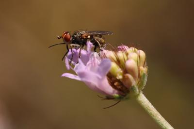  Zodion cinereum (Fabricius, 1794)