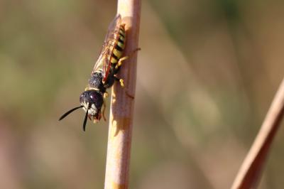  Philanthus triangulum (Fabricius, 1775)
