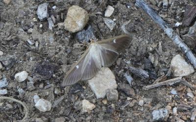 Pyrale du buis Cydalima perspectalis (Walker, 1859)