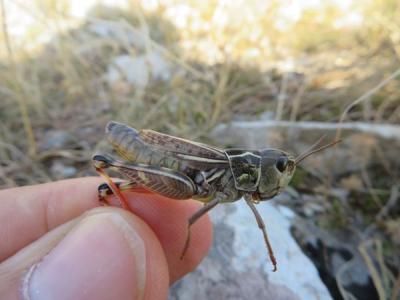 Arcyptère cévenole, Arcyptère caussignarde Arcyptera microptera carpentieri Azam, 1907