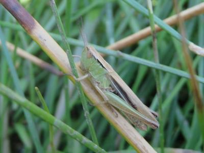 Criquet marginé Chorthippus albomarginatus (De Geer, 1773)