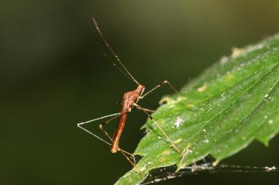  Metatropis rufescens (Herrich-Schäffer, 1835)