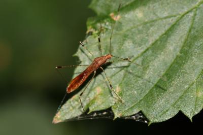  Metatropis rufescens (Herrich-Schäffer, 1835)
