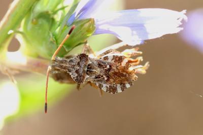  Centrocoris spiniger (Fabricius, 1781)
