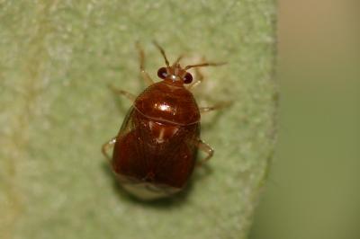  Deraeocoris lutescens (Schilling, 1837)