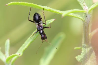Nabide-fourmi Himacerus mirmicoides (O. Costa, 1834)