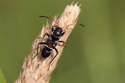  Raglius alboacuminatus (Goeze, 1778)