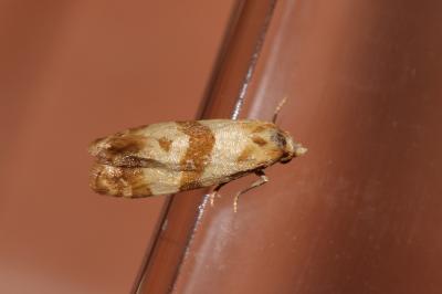  Phalonidia contractana (Zeller, 1847)