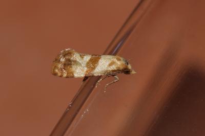  Phalonidia contractana (Zeller, 1847)