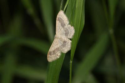 Impolie (L), l'Acidalie détournée (L') Idaea aversata (Linnaeus, 1758)