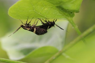 Dasycera oliviella (Fabricius, 1794)