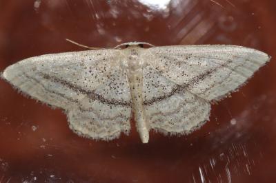 Acidalie traversée (L') Idaea mediaria (Hübner, 1819)