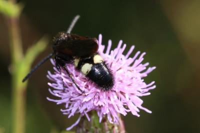  Scolia sexmaculata (O.F. Müller, 1766)