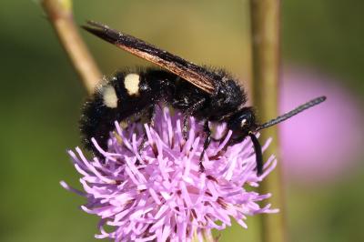  Scolia sexmaculata (O.F. Müller, 1766)