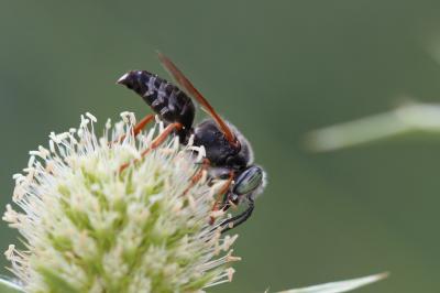  Tachytes etruscus (Rossi, 1790)
