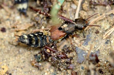  Platydracus Thomson, 1858