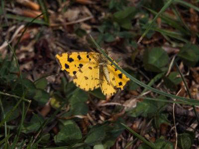 Panthère (La) Pseudopanthera macularia (Linnaeus, 1758)